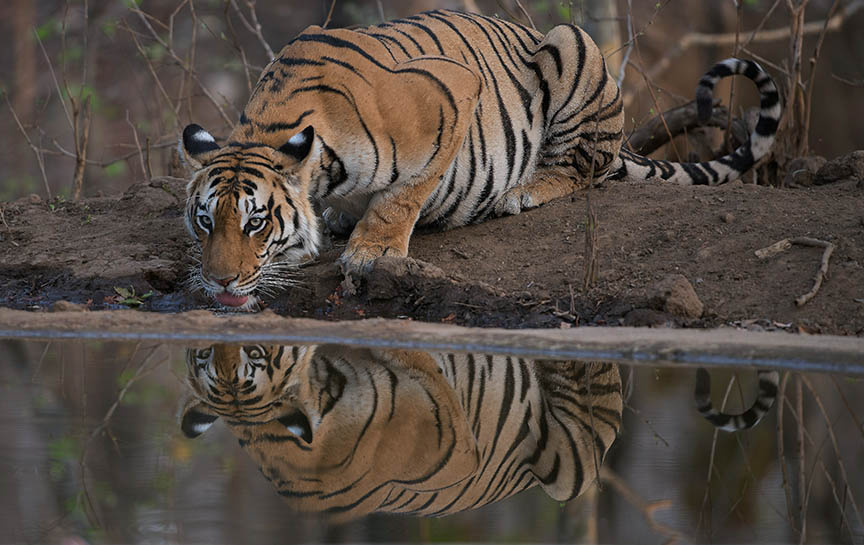 Bengal Tiger